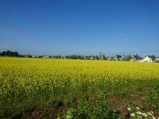 DSC_6409_320.jpg